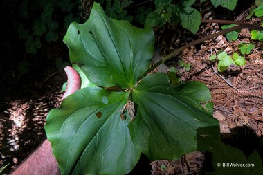 That is one ginormous Trillium!