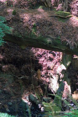 A vase on a rope ladder