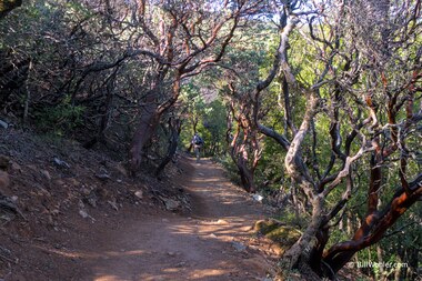 The trail goes through a grove of lovely manzanitas