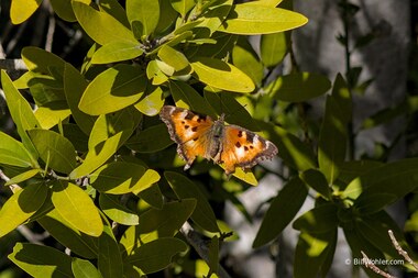 California tortoiseshell (Nymphalis californica)