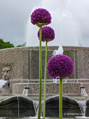 Flower puffballs in front of the fountain in the Senate Park