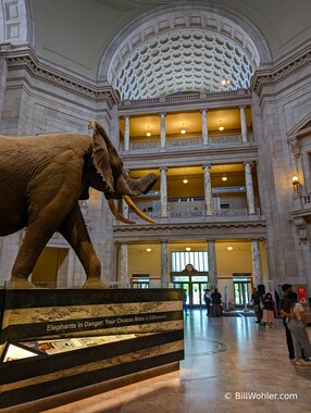 The lobby of the Smithsonian National Museum of Natural History; at the time we didn't realize we'd spend all day Friday in here