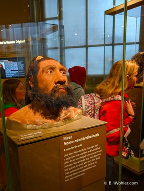 A recreation of Homo neanderthalensis by artist John Gurche shows just how human the neanderthals were