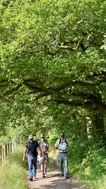 Peter, Stanko, and I stroll under the old oaks (photo by Dan Heller)