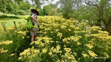 Bill fends off the ragwort (Jacobaea vulgaris) which is an irritant (photo by Dan Heller)