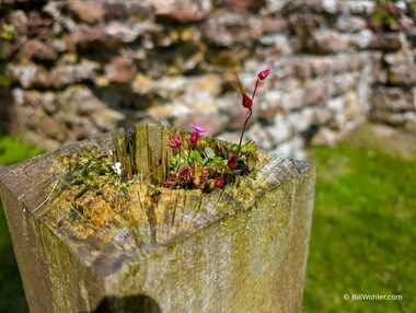 Herb Robert (Geranium robertianum) growing inside a post near the Roman bath houses