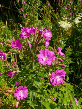 Great wilowherb (Epilobium hirsutum) near the Roman bath houses