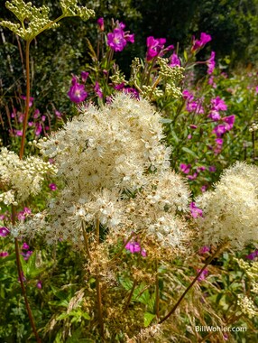 We'll see European meadowsweet (Filipendula ulmaria) often during our journey