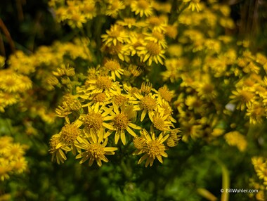 Unfortunately, we'll also see ragwort (Jacobaea vulgaris) often in our journey as well