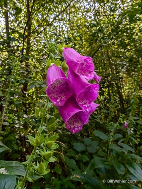 The purple foxglove (Digitalis purpurea), which brings me back to New Zealand, as I saw many during my trip with my parents in 1993-4