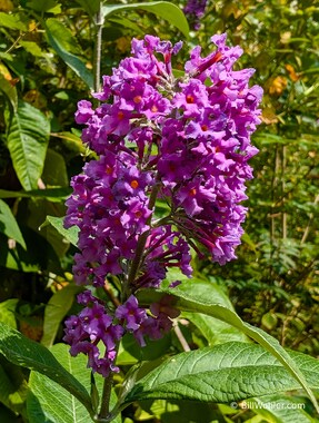 The butterfly bush (Buddleja davidii)