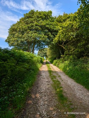 Many of our "trails" were dirt roads between walls, often covered with ferns or berries