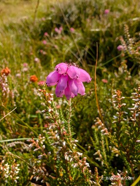 Cross-leaved heath (Erica tetralix) was the first heather to greet us