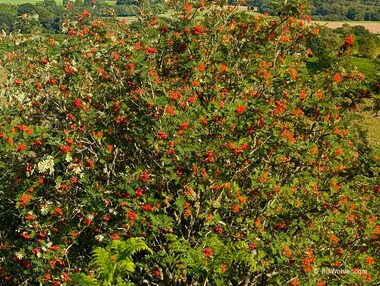 We often saw the European mountain ash (Sorbus aucuparia)