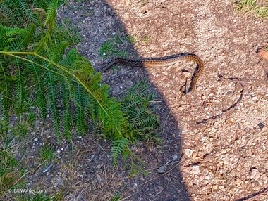 A quick shot of an adder (Vipera berus) as it slithered away