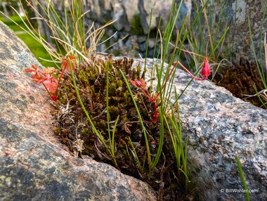 Moss and grass (and possibly herb Robert (Geranium robertianum)  grow in the walls surrounding the St Catherine's Church