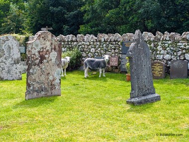 The sheep of St Catherine's Church keep the grass trimmed