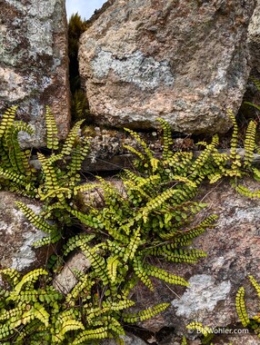 More maidenhair spleenwort (Asplenium trichomanes) in the rock walls