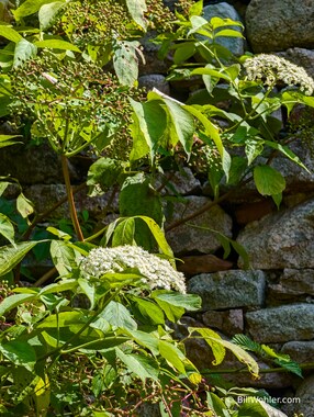 European black elderberry (Sambucus nigra) produces both elderflower liqueur and elderberry wine