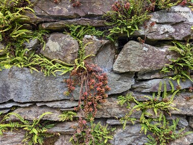 Ferns and plants grow out of this wall near the Dove Cottage