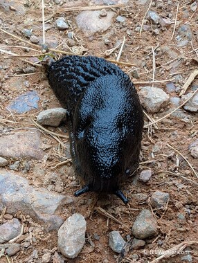 The banana slugs of England are black