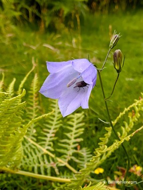 Bluebell of Scotland (Campanula rotundifolia) with a fly inside!