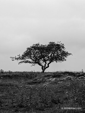 A lone tree on a hill