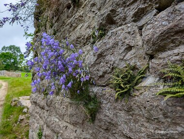 The bluebell of Scotland (Campanula rotundifolia) and ferns in a wall