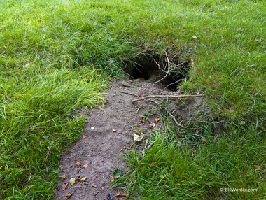 An old badger den