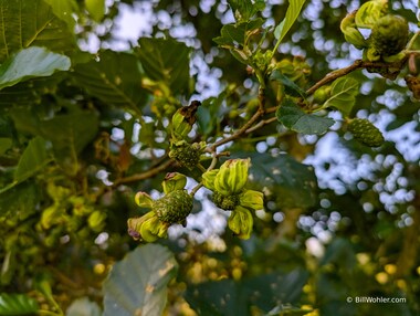 European alder (Alnus glutinosa) cones