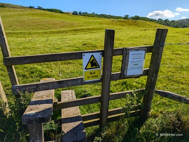 Bull in field? Of course that's where we're going