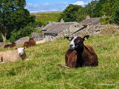 Lounging sheep