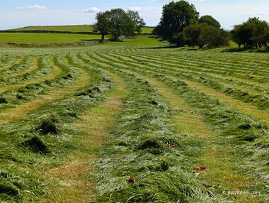 Drying hay