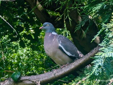 A common wood-pigeon (Columba palumbus)