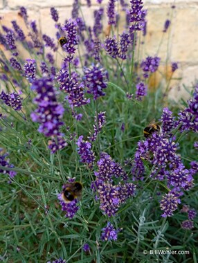 Bees and lavender in one of the many gardens of Easby Hall