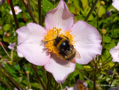 A large bumblebee visits a Hubei anemone (Eriocapitella hupehensis)