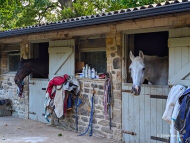 These are the same horses we saw earlier in the pasture by the abbey