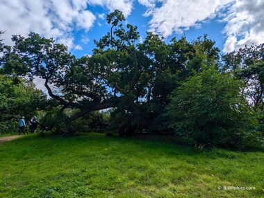 A grand old English oak (Quercus robur) that has fallen over, yet it kept on growing