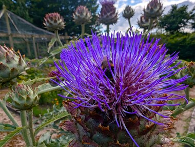 Another bumblebee finds an artichoke thistle (Cynara cardunculus) in the food garden