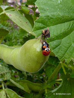 A pair of Asian lady beetles (Harmonia axyridis) make more ladybugs