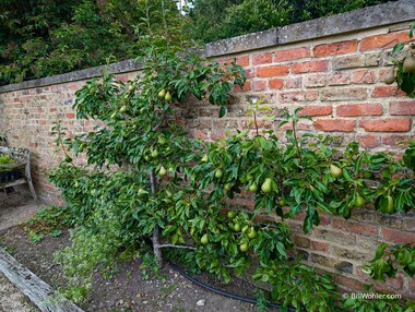 An espaliered pear in the food garden