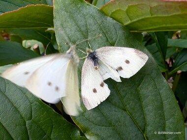 A pair of cabbage white (Pieris rapae) join in the fun as well