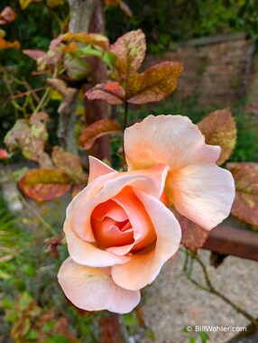 A lovely rose