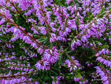 A close-up of common heather (Calluna vulgaris) in bloom