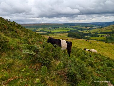 The Belted Galloway cow, although most folks just call them Oreo cows