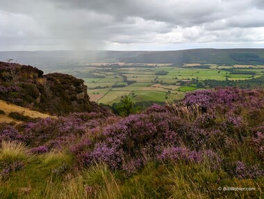 Heather and grass