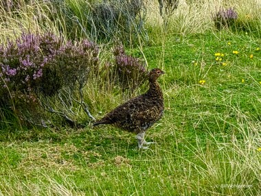 We didn't see many red grouse (Lagopus lagopus scotica) due to climate change, disease, and the industry's failure to clamp down on wildlife crime, which caused hunting season to be canceled this year and adversely affect the local economy