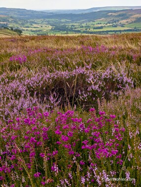 The heather just gets better and better...