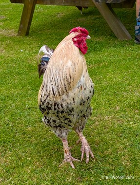 No, this rooster didn't become lunch, at least not today