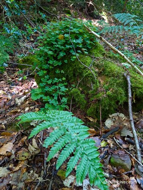 We start our morning hike with a slightly different species of the familiar sight of Oxalis - European wood-sorrel (Oxalis acetosella)